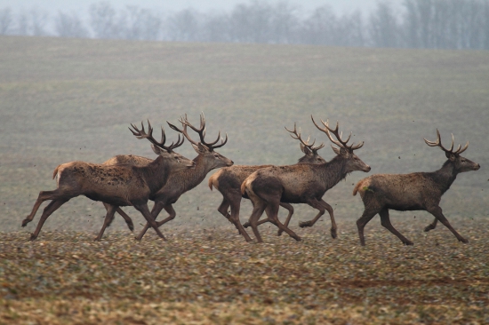 Zdrhajme idú zberači zhodov.