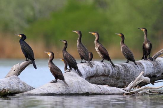 Kormorán veľký-Dunajský vlk.