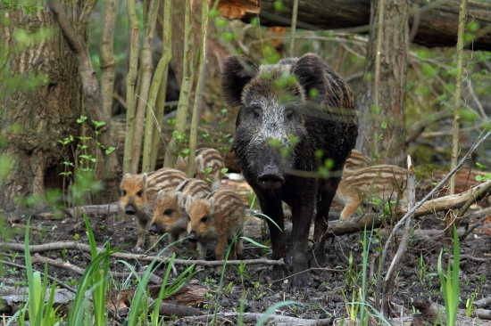 Prišla sa pochváliť.