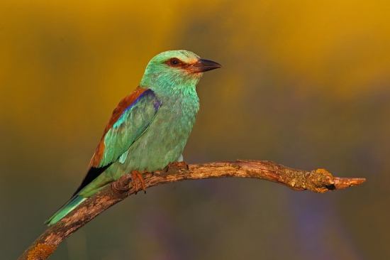 Slniečko namaľovalo Krakľu