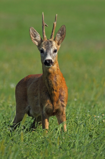 Už nech je tu srnčia ruja.