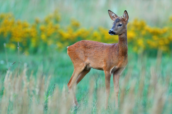 A predsa je to srnec.