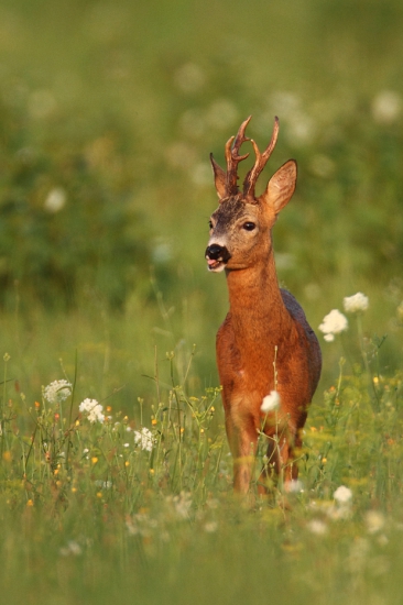 Nepravidelný osmorák.
