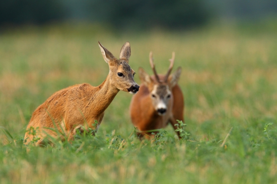 V ruji stále prenasledovaná srna.