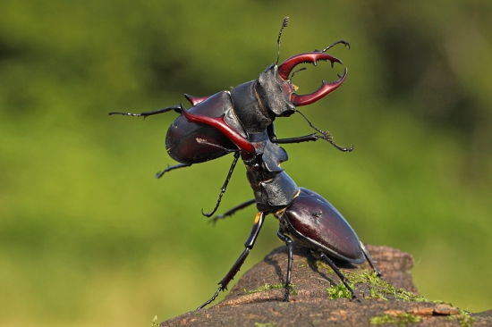 Zápasenie  pa-roháčov.