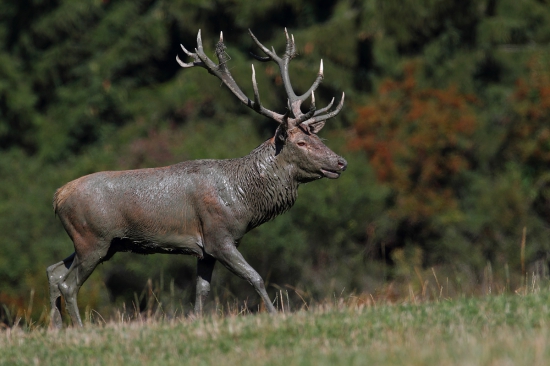 Zablatený až po uši.