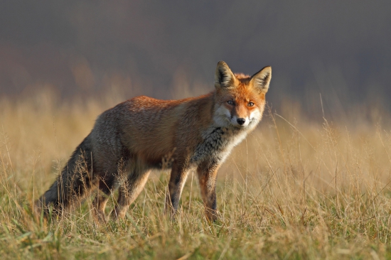 Zaujatá fotografom.