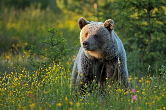 Celkom priateľský pohľad