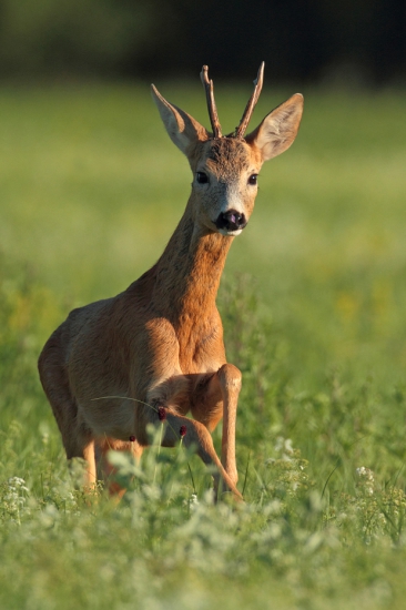 Priskakujúci na vábničku.