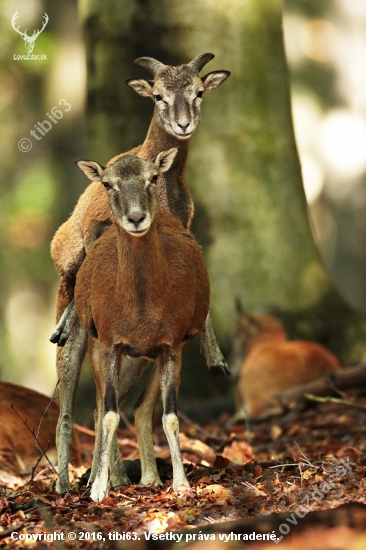 Hra na dospelého.