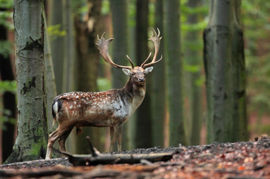 V bučine Malých Karpát