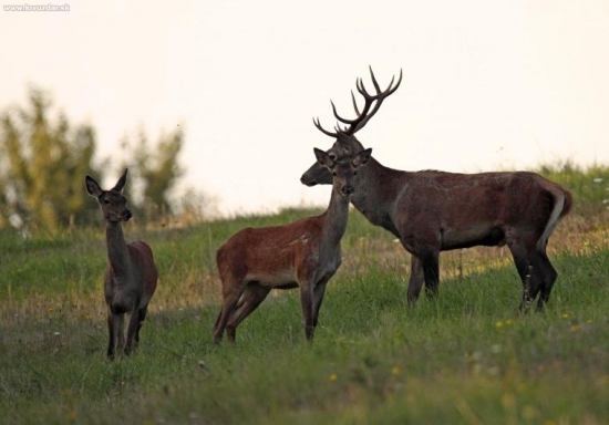Strážim si jeleničky