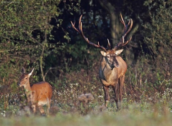 Pýcha Slovenských hôr
