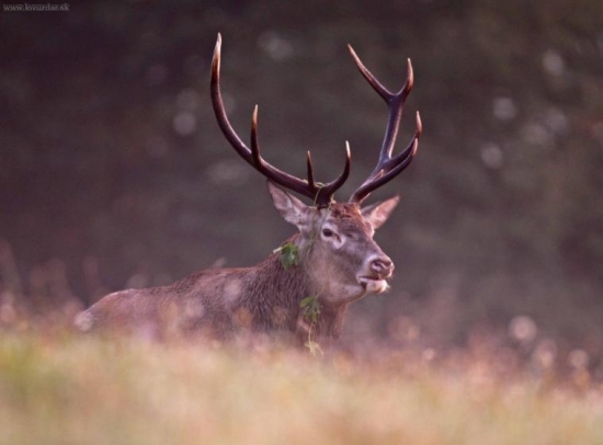 Prvé slnečné lúče