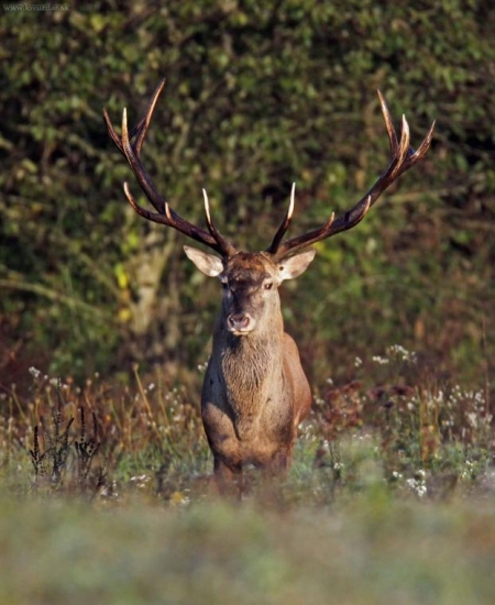 Spomienka na ruju 2009