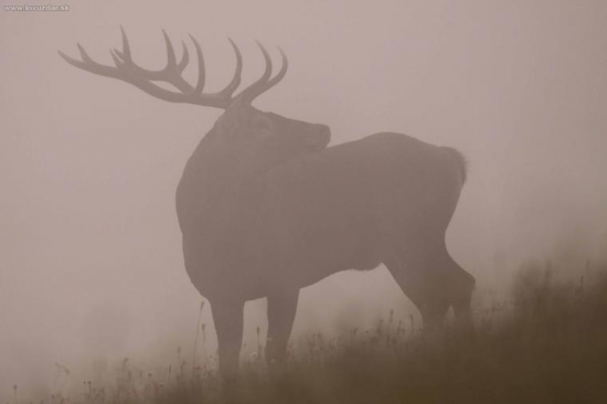 Zahmlené zimné ráno