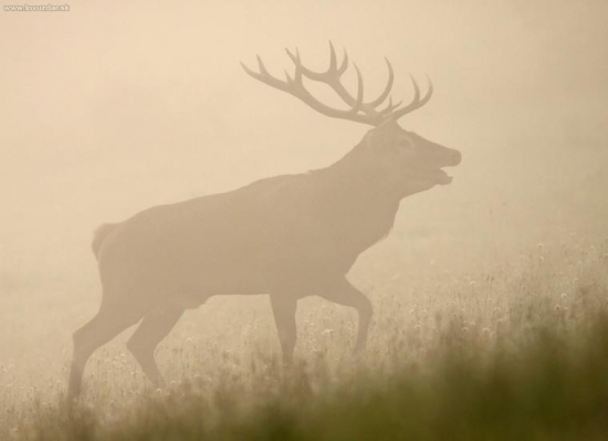 Hľadajúci jelenice-ruja 2009