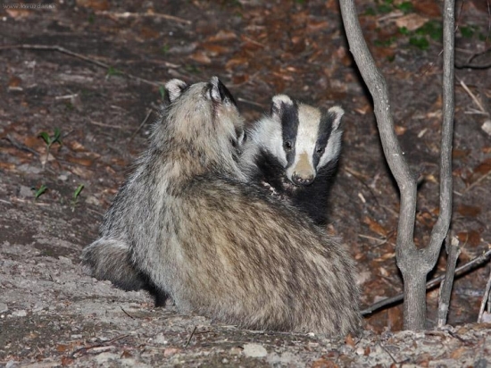 Nočný život jazveca