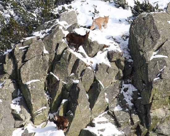 Tvrdý zákon prírody