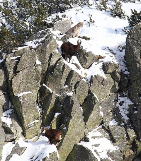 Rys je vytrvalý predátor