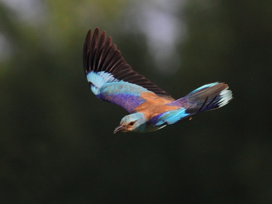 Letiaci diamant-Krakľa belasá