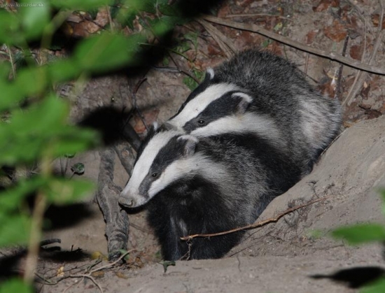 Viac ako priatelstvo