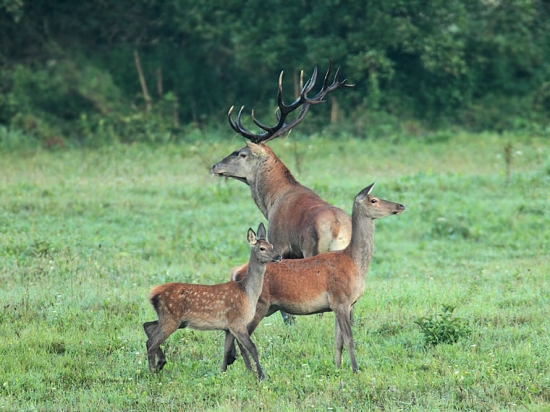Odovzdal genetickú kvalitu
