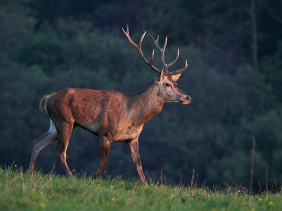 Nebol zlatý,ale milý.