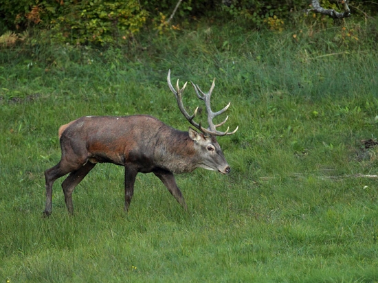 Postoj starého jeleňa