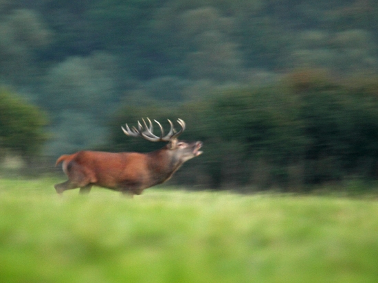 Večerná malba-ruja 2010