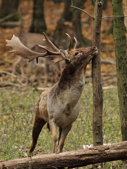 Značkovanie rujoviska