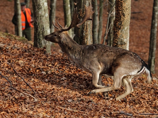 Na spoločnej poľovačke