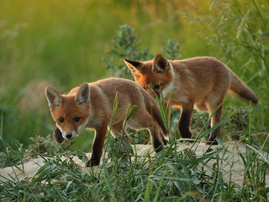 Slniečko zapadá,ideme na lov.