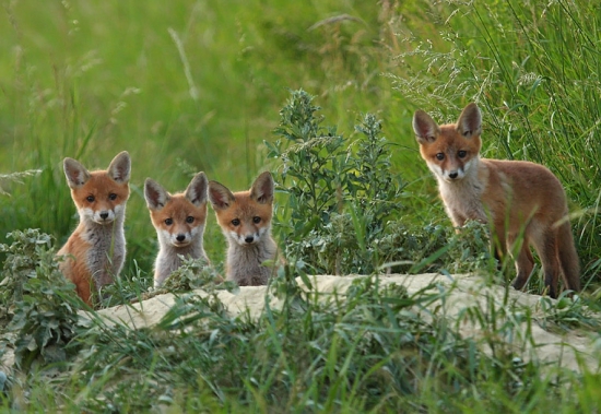 Šibalské pohľady.