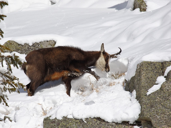 Hľadám si niečo pod zub.