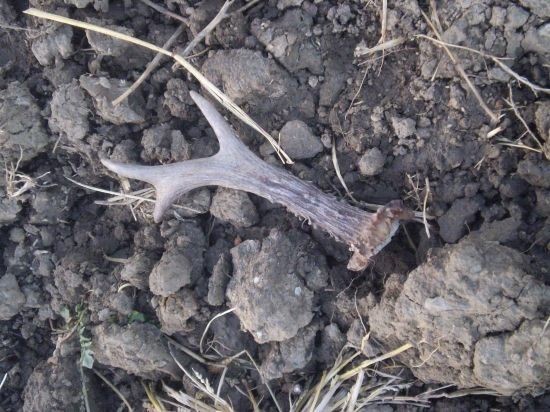 krásny srnčí šestoráčik