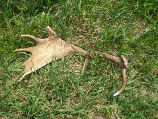 lopata