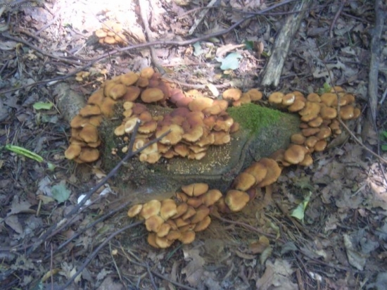 žívé srdce prírody