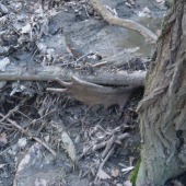 minuloročná lopata