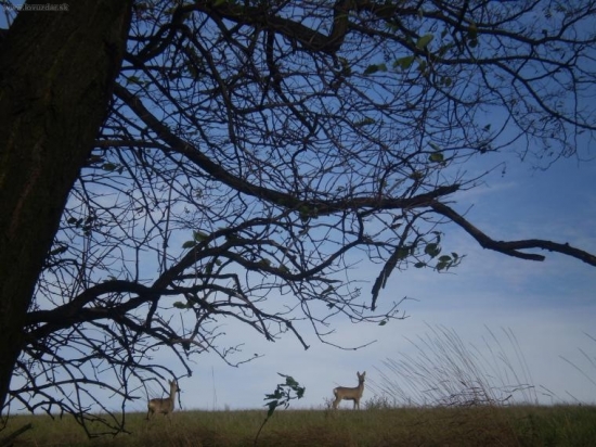 pasúce sa srnky