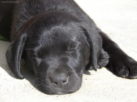moja malická labradorka