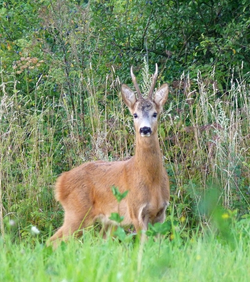Prvy napiskany ( na travu )