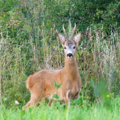 Prvy napiskany ( na travu )