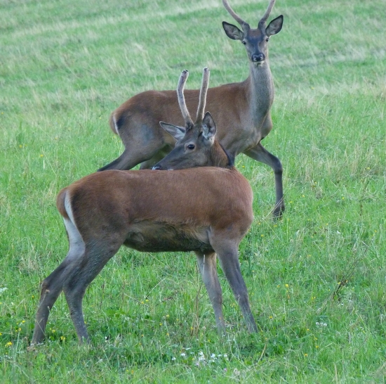 mladasi