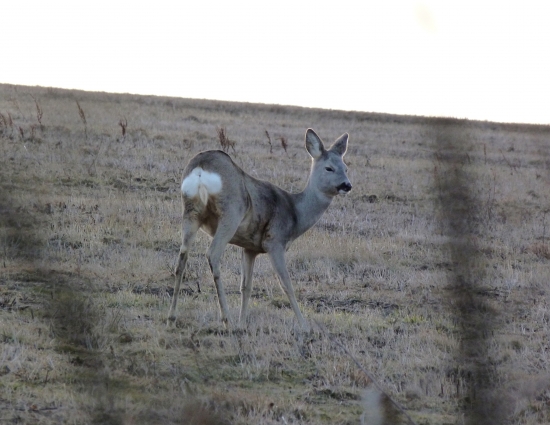 Ked neprší aspon kvapká