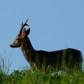 Pán S