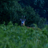 Stary pán sa na chvílu ukázal