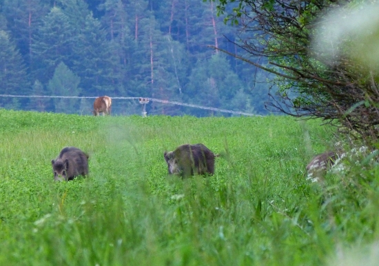 Kamoši
