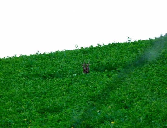parohata lucerka