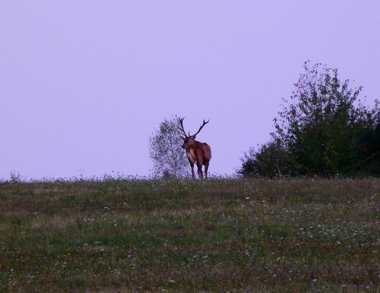 Hlavný II
